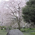写真: 枝垂桜 (3)