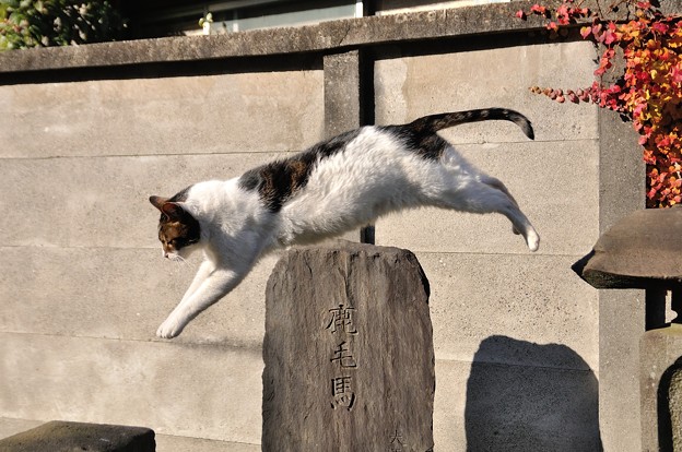 写真: 飛び猫