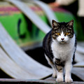 写真: 江戸川の猫4