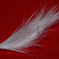 写真: 白い羽根