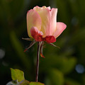 写真: 暖かい色　薔薇