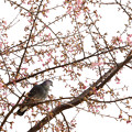 写真: 桜と鳩