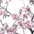 大寒桜 （オオカンザクラ）