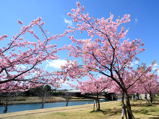 写真: 河津桜と旧中川