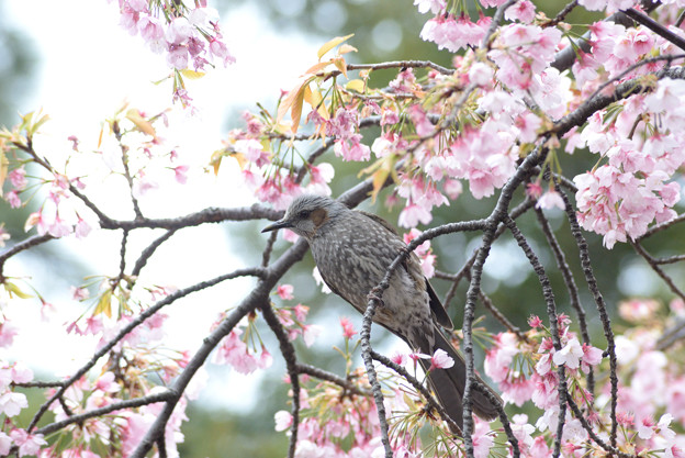 写真: ひよと桜