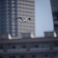 写真: gull wing