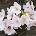写真: 桜バスケット