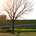写真: 夕陽とベンチ