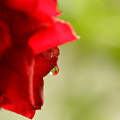 写真: 薔薇と雫
