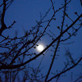写真: 蕾と月