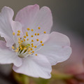写真: かわづ桜