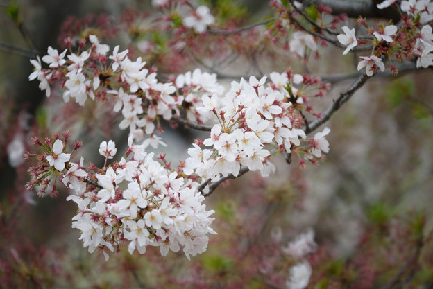 写真: 名残り桜