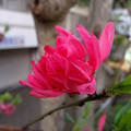 写真: 咲きかけ　菊桃