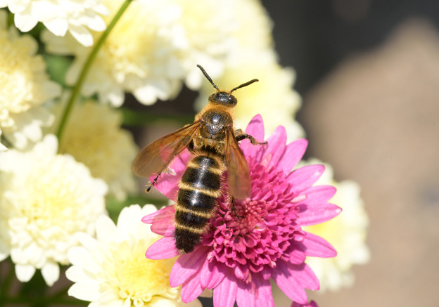 写真: 花蜂