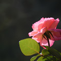 写真: 日比谷公園の薔薇ちゃん