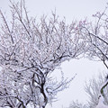 写真: 雪と梅