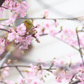 写真: 河津桜と