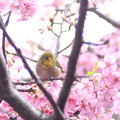 写真: 河津桜と