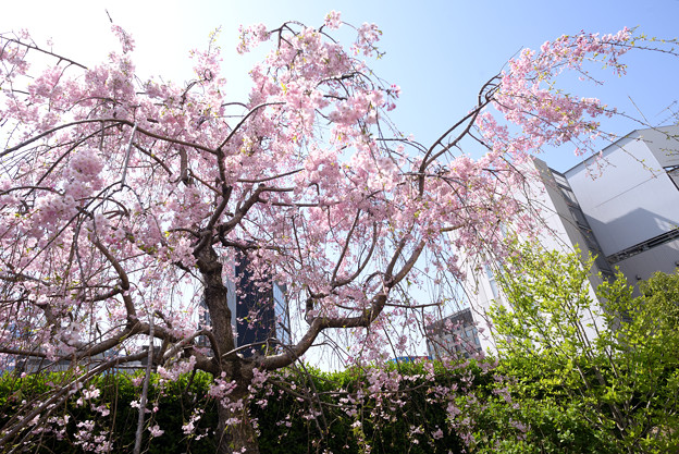 写真: 阿国桜