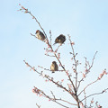 写真: もこもこスズメと冬桜