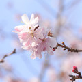 写真: 冬桜