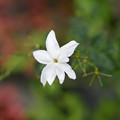 写真: 白い花びら