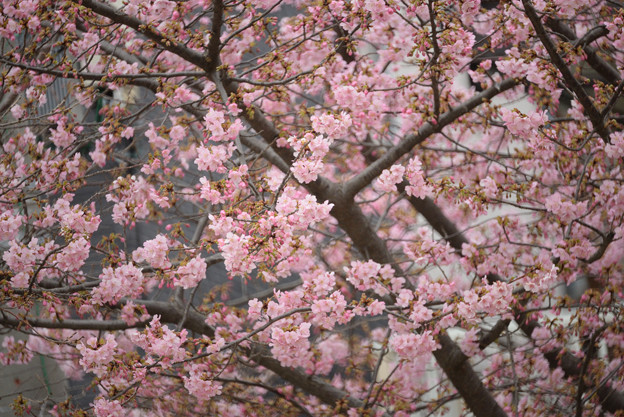 写真: 河津桜　曇り