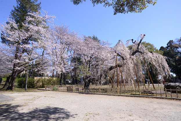 写真: 弘法寺の桜