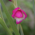 写真: ピンクのお花