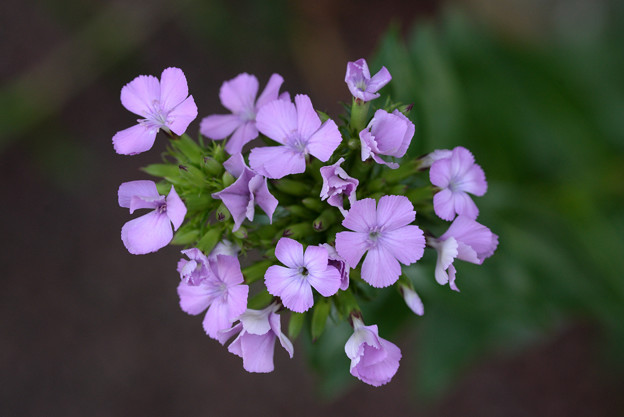 写真: 紫色のお花