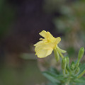 写真: 黄色いお花