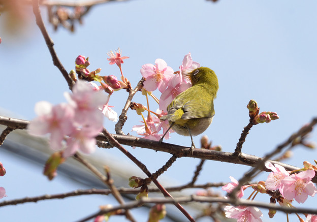 写真: 桜のメジロ
