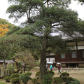 写真: 円覚寺 (9)