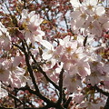 Photos: 紅鶴桜（ベニツルザクラ）
