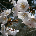Photos: 飴玉桜（アメダマサクラ）