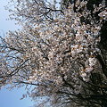Photos: 飴玉桜（アメダマザクラ）