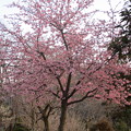 写真: ご近所桜