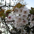 写真: 飴玉桜