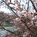写真: 春めき桜
