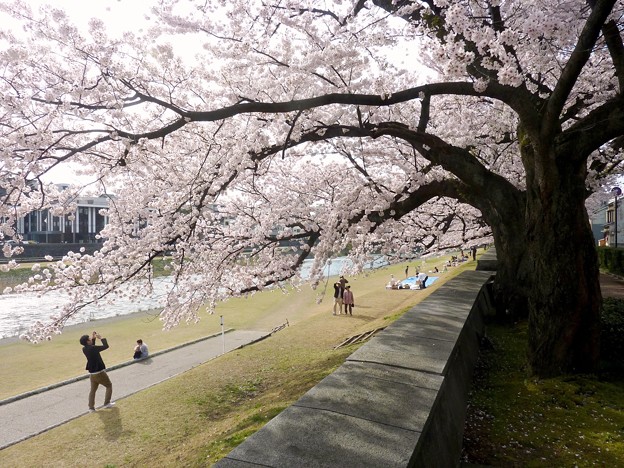 写真: 18、寺町〜犀川の桜