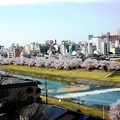 写真: 29、寺町〜犀川の桜