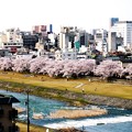 写真: 30、寺町〜犀川の桜