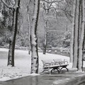写真: 冬の公園