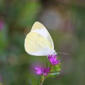 写真: 白い蝶々