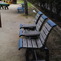 写真: 公園のベンチ
