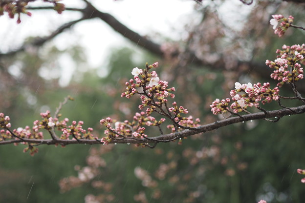写真: 後楽園の桜