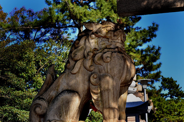 写真: 住吉大社鳥居の狛犬吽形