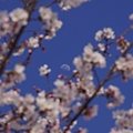 写真: 桜と月