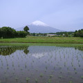 水田に映る　富士山