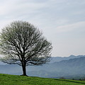 写真: ヤマナシの樹